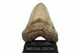 Serrated, Fossil Megalodon Tooth - North Carolina #192867-1